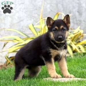 Britney, German Shepherd Puppy