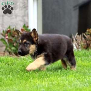 Britney, German Shepherd Puppy