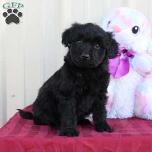 Brook, Mini Labradoodle Puppy