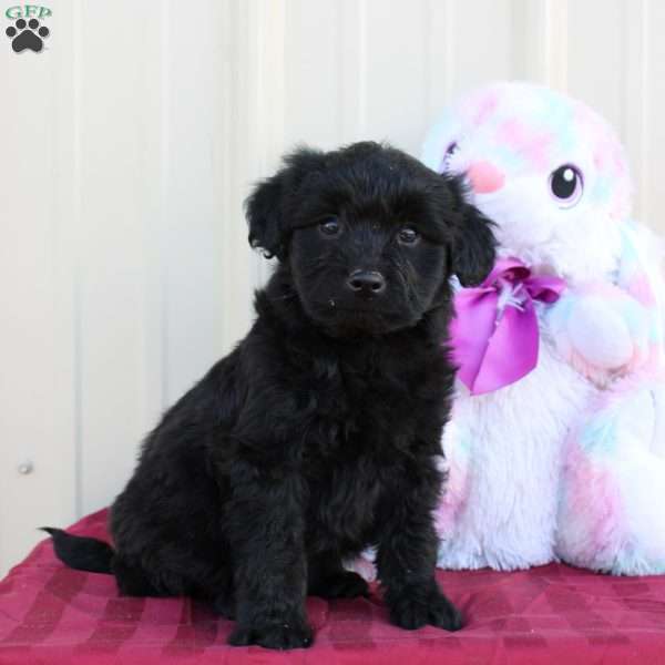 Brook, Mini Labradoodle Puppy