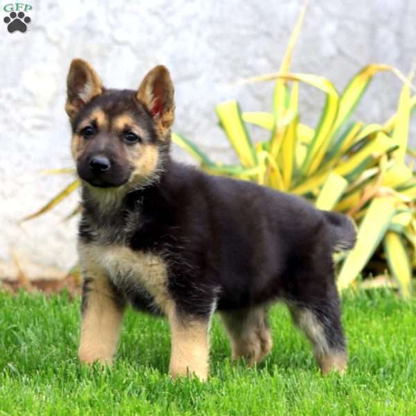 Brooke, German Shepherd Puppy