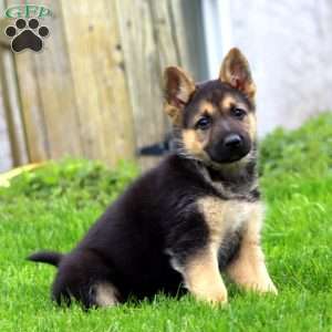 Brooke, German Shepherd Puppy