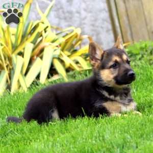 Brooke, German Shepherd Puppy