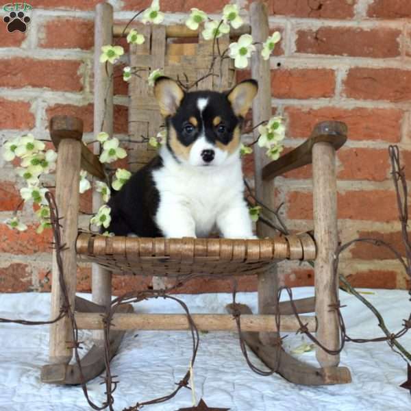 Brookie, Pembroke Welsh Corgi Puppy