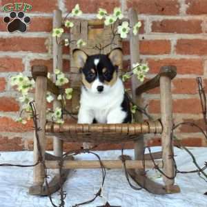 Brookie, Pembroke Welsh Corgi Puppy