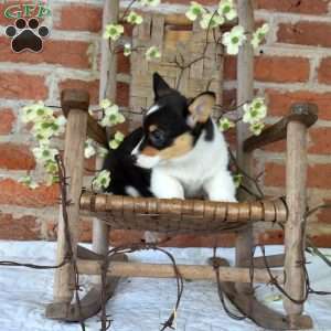 Brookie, Pembroke Welsh Corgi Puppy