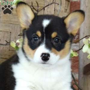 Brookie, Pembroke Welsh Corgi Puppy
