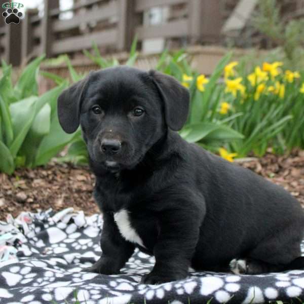 Bruno, Labrador Mix Puppy