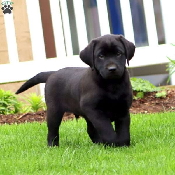 Bryce, Black Labrador Retriever Puppy