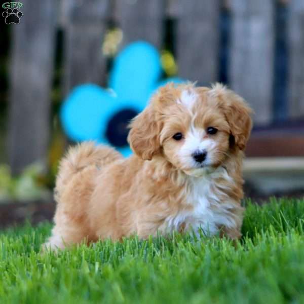 Bryce, Maltipoo Puppy