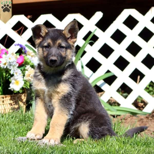 Bryce, German Shepherd Mix Puppy