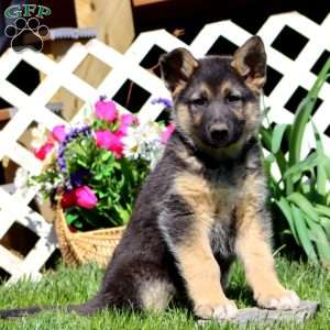 Bryce, German Shepherd Mix Puppy