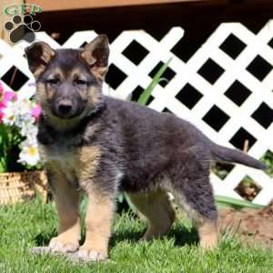Bryce, German Shepherd Mix Puppy