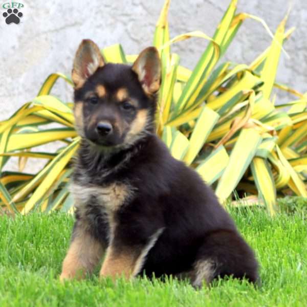 Brynlee, German Shepherd Puppy