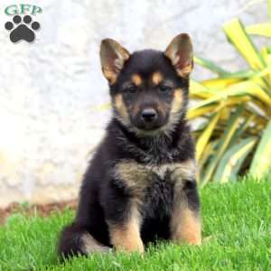 Brynlee, German Shepherd Puppy