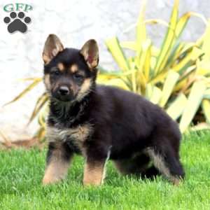 Brynlee, German Shepherd Puppy