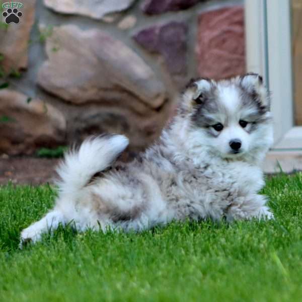 Bryson, Pomsky Puppy