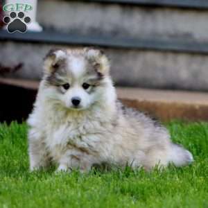 Bryson, Pomsky Puppy