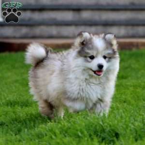Bryson, Pomsky Puppy