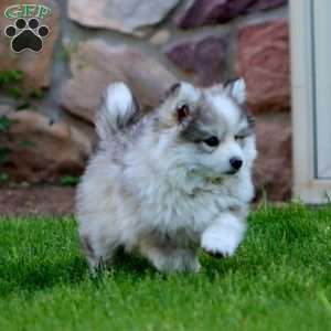 Bryson, Pomsky Puppy