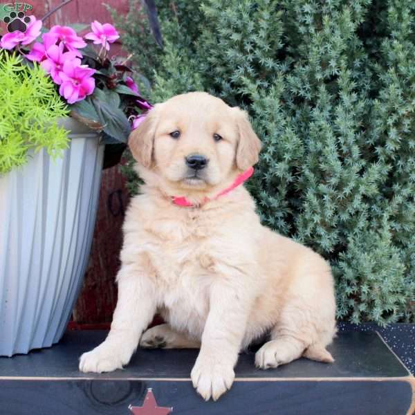 Bubbles, Golden Retriever Puppy