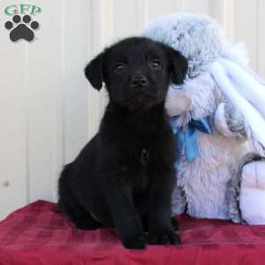 Buck, Mini Labradoodle Puppy