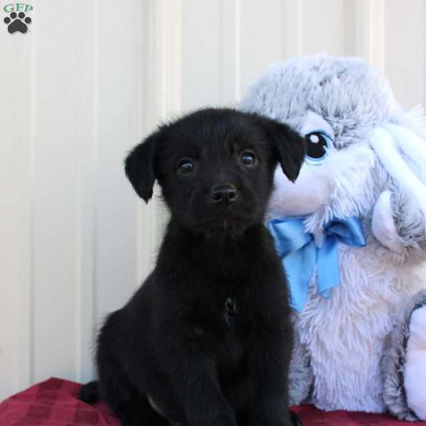 Buck, Mini Labradoodle Puppy