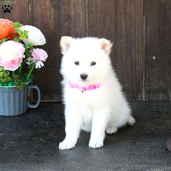 Bucky, German Shepherd Mix Puppy