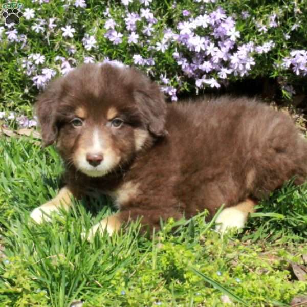 Bucky, Australian Shepherd Puppy