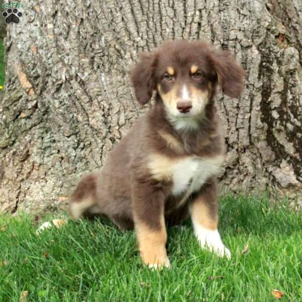 Bucky, Australian Shepherd Puppy