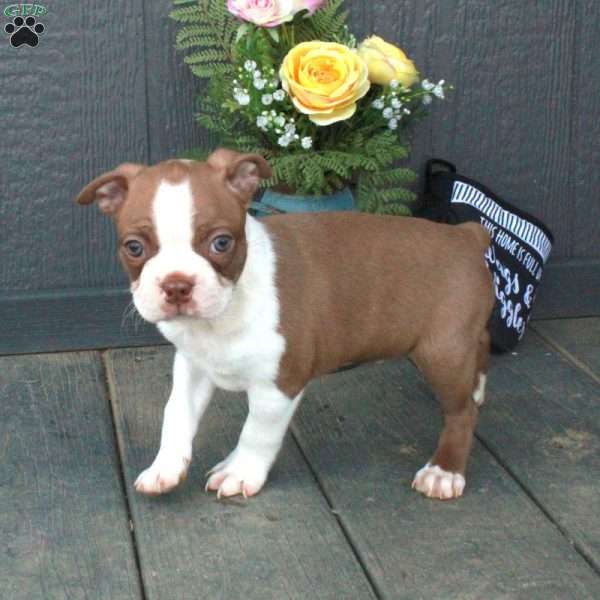 Bucky, Boston Terrier Puppy
