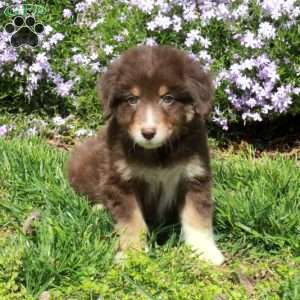 Bucky, Australian Shepherd Puppy