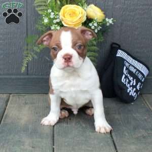 Bucky, Boston Terrier Puppy