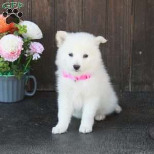 Bucky, German Shepherd Mix Puppy