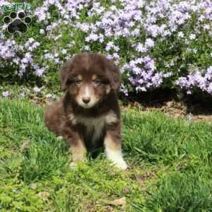 Bucky, Australian Shepherd Puppy