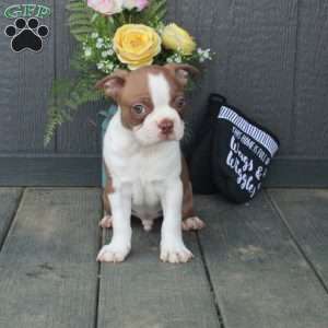 Bucky, Boston Terrier Puppy