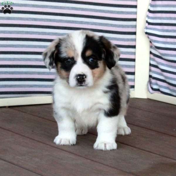 Buddy, Welsh Corgi Mix Puppy