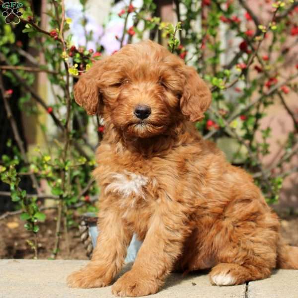 Buddy, Mini Bernedoodle Puppy