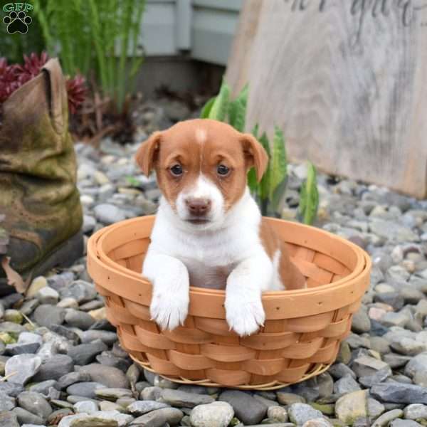 Buddy, Jack Russell Terrier Puppy