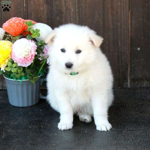 Buddy, German Shepherd Mix Puppy