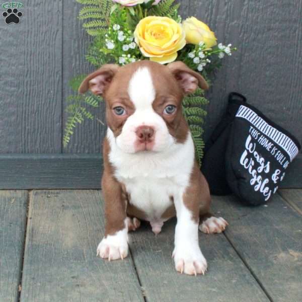 Buddy, Boston Terrier Puppy