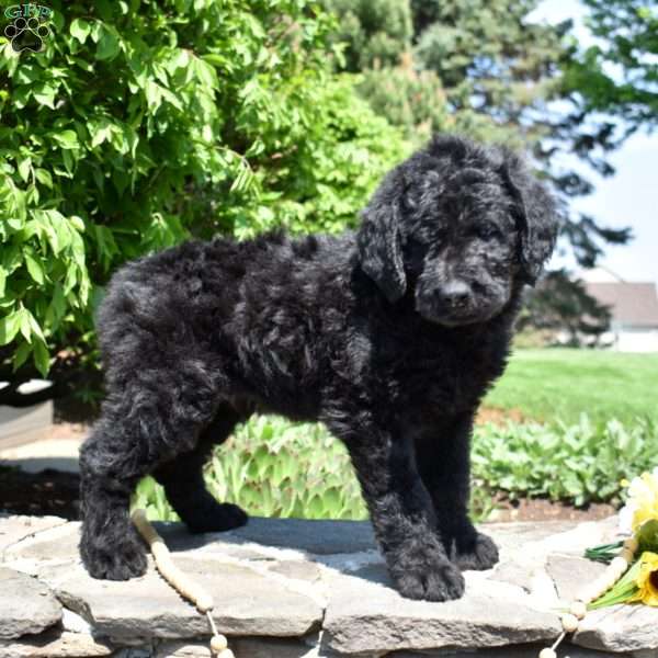 Buddy, Rottie-Poo Puppy