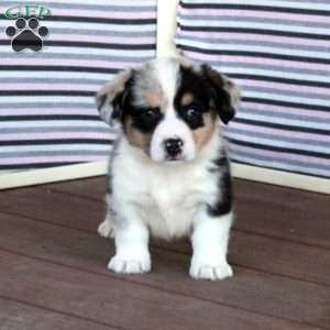 Buddy, Welsh Corgi Mix Puppy