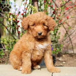 Buddy, Mini Bernedoodle Puppy