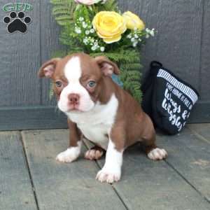 Buddy, Boston Terrier Puppy