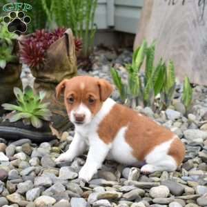 Buddy, Jack Russell Terrier Puppy