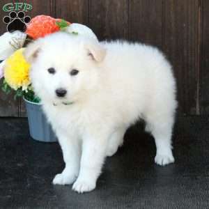 Buddy, German Shepherd Mix Puppy