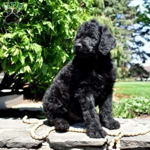 Buddy, Rottie-Poo Puppy