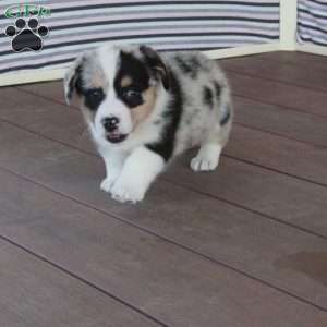 Buddy, Welsh Corgi Mix Puppy