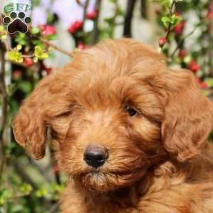 Buddy, Mini Bernedoodle Puppy